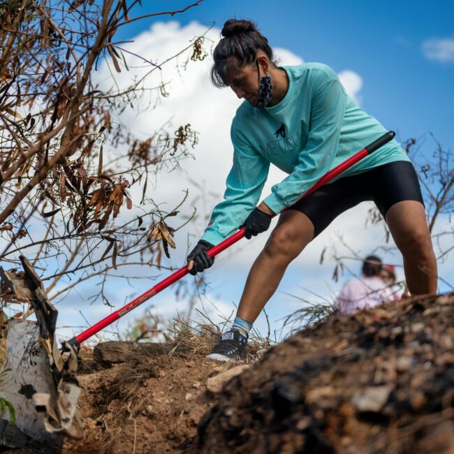 Man removing invasive species