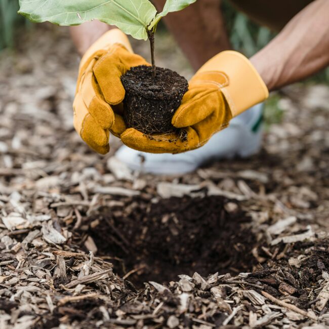 Planting new saplings